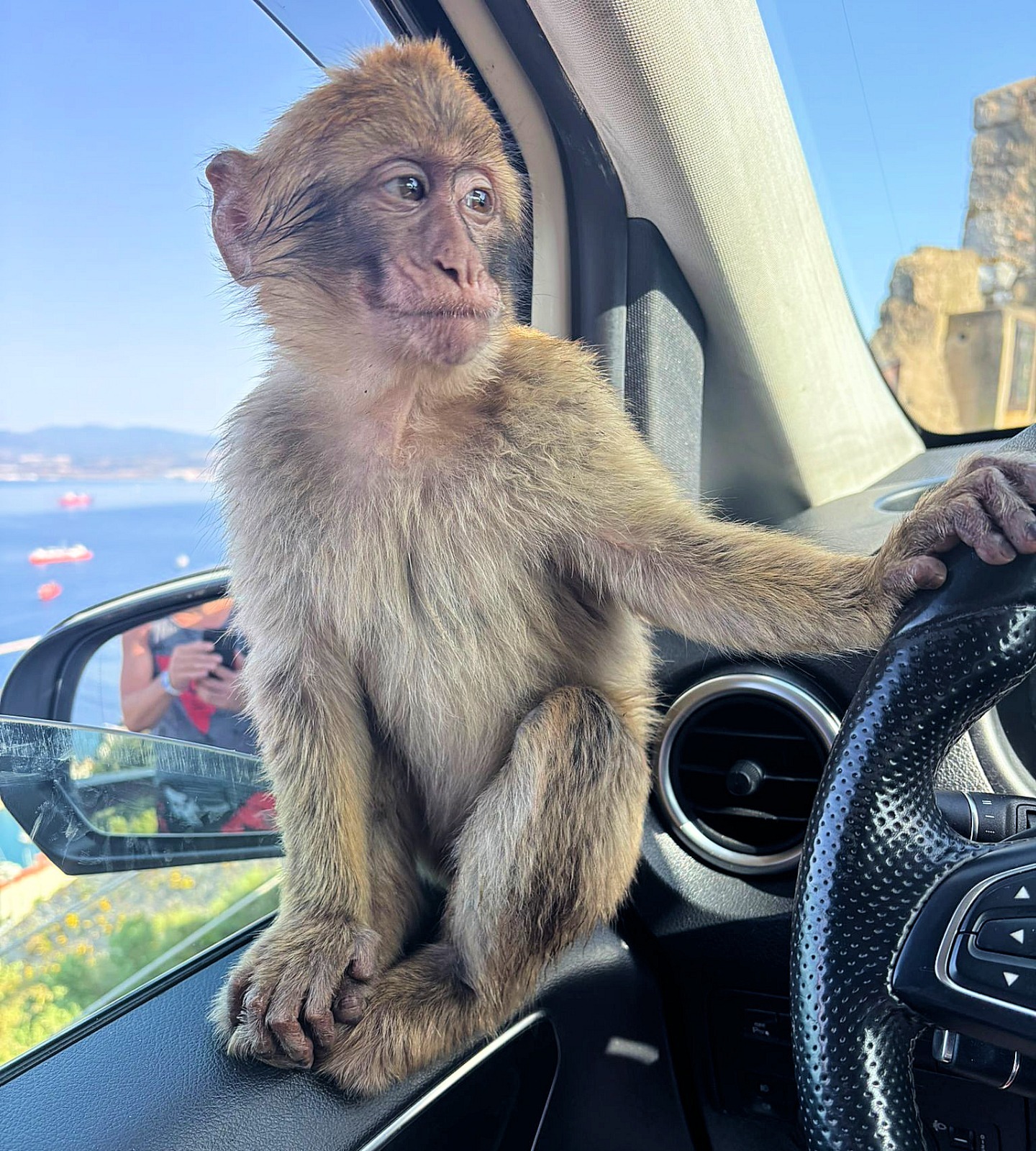 Gibraltar Tour with Macaque Monkey