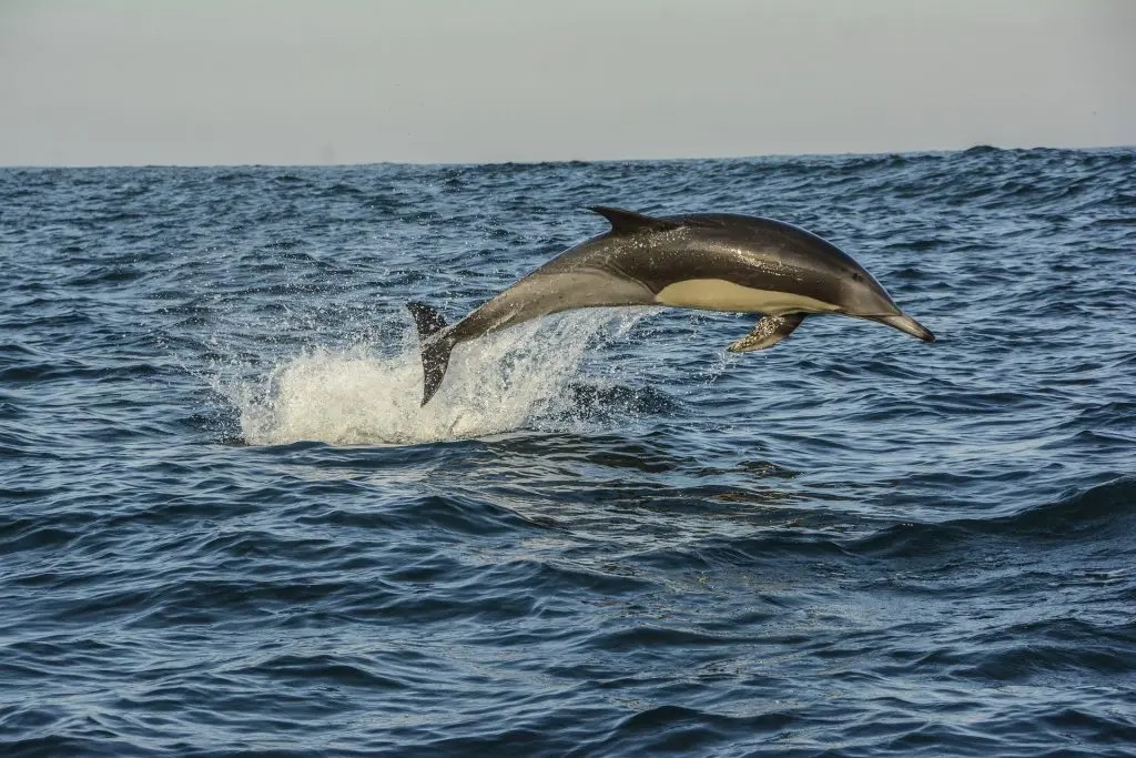 Gibraltar Dolphins